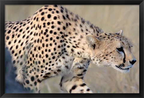 Framed Cheetah on the Prowl, Ngorongoro Conservation Area, Arusha Region, Tanzania Print