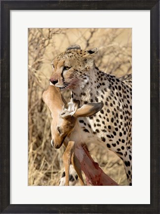 Framed Cheetahs (Acinonyx jubatus) and Prey, Samburu National Park, Rift Valley Province, Kenya Print
