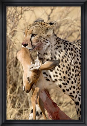 Framed Cheetahs (Acinonyx jubatus) and Prey, Samburu National Park, Rift Valley Province, Kenya Print