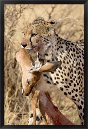 Framed Cheetahs (Acinonyx jubatus) and Prey, Samburu National Park, Rift Valley Province, Kenya Print