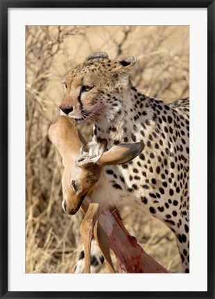 Framed Cheetahs (Acinonyx jubatus) and Prey, Samburu National Park, Rift Valley Province, Kenya Print