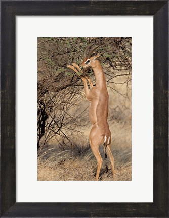 Framed Male gerenuk (Litocranius waller) eating leaves, Samburu National Park, Rift Valley Province, Kenya Print