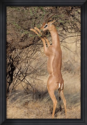 Framed Male gerenuk (Litocranius waller) eating leaves, Samburu National Park, Rift Valley Province, Kenya Print