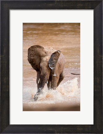 Framed African elephant (Loxodonta africana) playing with water, Samburu National Park, Rift Valley Province, Kenya Print