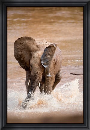 Framed African elephant (Loxodonta africana) playing with water, Samburu National Park, Rift Valley Province, Kenya Print