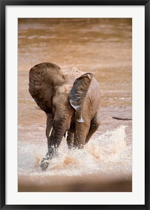 Framed African elephant (Loxodonta africana) playing with water, Samburu National Park, Rift Valley Province, Kenya Print