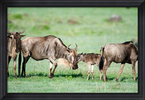 Framed Wildebeest, Ndutu, Ngorongoro, Tanzania Print