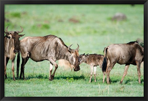 Framed Wildebeest, Ndutu, Ngorongoro, Tanzania Print