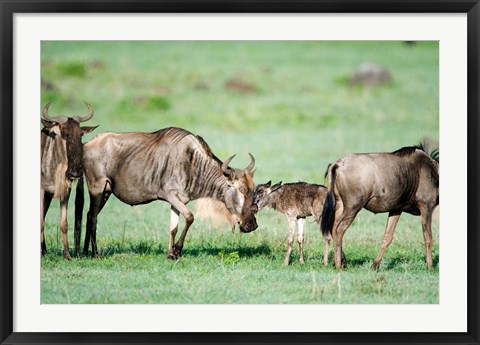 Framed Wildebeest, Ndutu, Ngorongoro, Tanzania Print