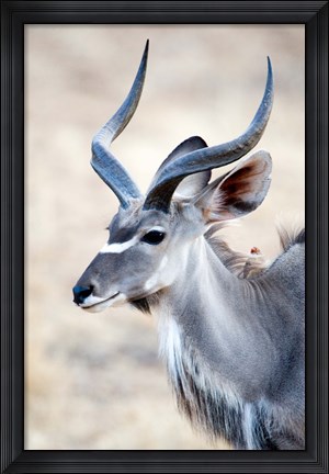 Framed Greater Kudu (Tragelaphus strepsiceros) in a forest, Samburu National Park, Rift Valley Province, Kenya Print