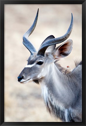 Framed Greater Kudu (Tragelaphus strepsiceros) in a forest, Samburu National Park, Rift Valley Province, Kenya Print