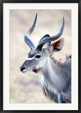 Framed Greater Kudu (Tragelaphus strepsiceros) in a forest, Samburu National Park, Rift Valley Province, Kenya Print