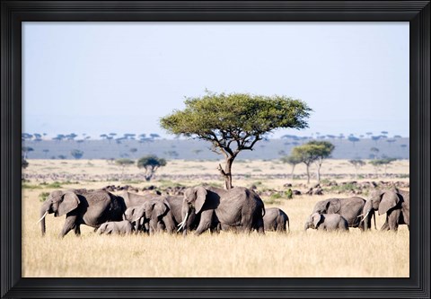 Framed African Elephants in Masai Mara National Reserve, Kenya Print