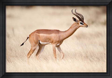 Framed Male gerenuk (Litocranius walleri) standing in field, Samburu National Park, Rift Valley Province, Kenya Print