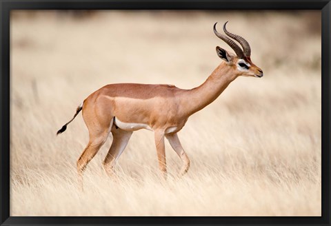 Framed Male gerenuk (Litocranius walleri) standing in field, Samburu National Park, Rift Valley Province, Kenya Print