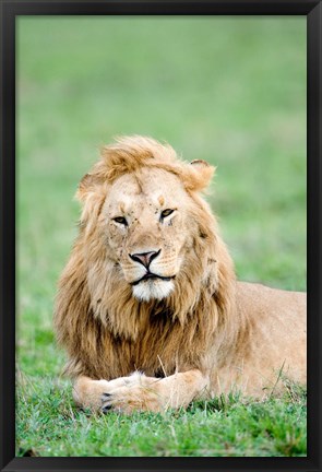 Framed Lion (Panthera leo) lying in grass, Masai Mara National Reserve, Kenya Print