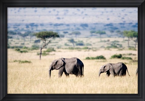 Framed African elephants (Loxodonta africana) walking in plains, Masai Mara National Reserve, Kenya Print