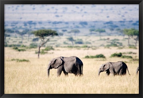 Framed African elephants (Loxodonta africana) walking in plains, Masai Mara National Reserve, Kenya Print