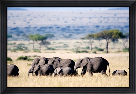 Framed Herd of African elephants (Loxodonta africana) in plains, Masai Mara National Reserve, Kenya Print