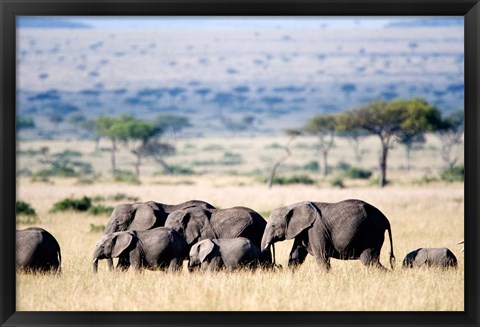 Framed Herd of African elephants (Loxodonta africana) in plains, Masai Mara National Reserve, Kenya Print