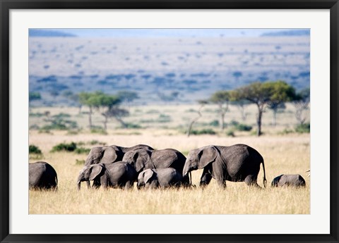 Framed Herd of African elephants (Loxodonta africana) in plains, Masai Mara National Reserve, Kenya Print