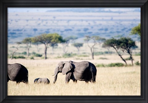 Framed African elephant (Loxodonta africana) with its calf walking in plains, Masai Mara National Reserve, Kenya Print