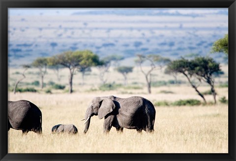 Framed African elephant (Loxodonta africana) with its calf walking in plains, Masai Mara National Reserve, Kenya Print