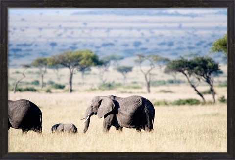 Framed African elephant (Loxodonta africana) with its calf walking in plains, Masai Mara National Reserve, Kenya Print