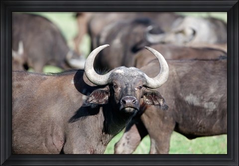 Framed Cape buffaloes (Syncerus caffer) in a field, Lake Nakuru National Park, Kenya Print