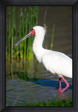 Framed African spoonbill (Platalea alba) in a lake, Ngorongoro Crater, Ngorongoro, Tanzania Print
