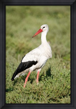 Framed White stork (Ciconia ciconia) in a field, Ngorongoro Crater, Ngorongoro, Tanzania Print