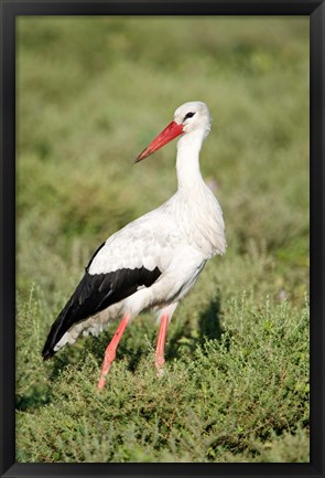 Framed White stork (Ciconia ciconia) in a field, Ngorongoro Crater, Ngorongoro, Tanzania Print