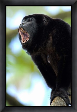 Framed Black Howler Monkey, Costa Rica Print