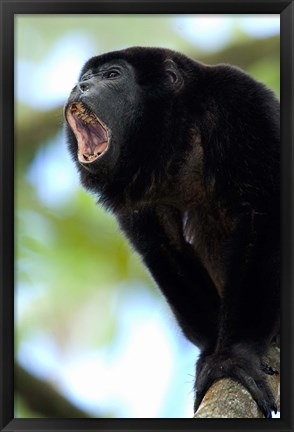 Framed Black Howler Monkey, Costa Rica Print