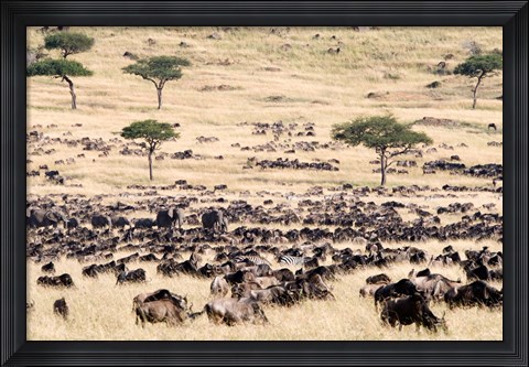 Framed Great migration of wildebeests, Masai Mara National Reserve, Kenya Print