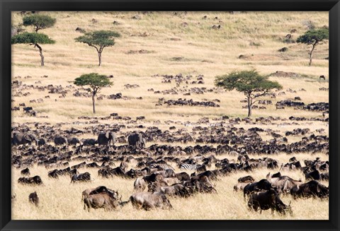 Framed Great migration of wildebeests, Masai Mara National Reserve, Kenya Print