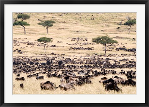 Framed Great migration of wildebeests, Masai Mara National Reserve, Kenya Print