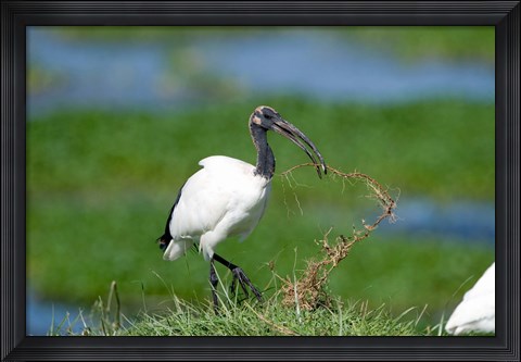 Framed Sacred ibis (Threskiornis aethiopicus) in a field, Ngorongoro Crater, Ngorongoro, Tanzania Print