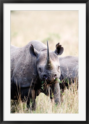 Framed Black rhinoceros (Diceros bicornis) standing in a field, Masai Mara National Reserve, Kenya Print