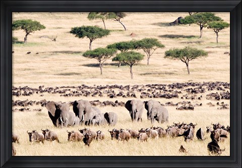 Framed Wildebeests with African elephants (Loxodonta africana) in a field, Masai Mara National Reserve, Kenya Print