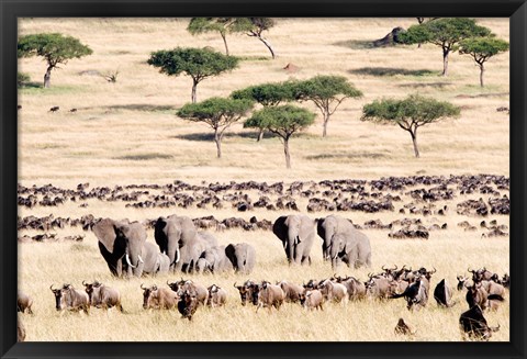 Framed Wildebeests with African elephants (Loxodonta africana) in a field, Masai Mara National Reserve, Kenya Print