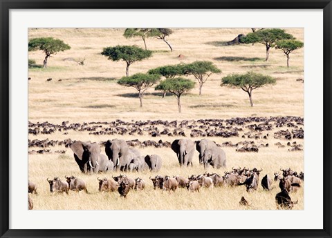 Framed Wildebeests with African elephants (Loxodonta africana) in a field, Masai Mara National Reserve, Kenya Print