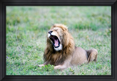 Framed Lion (Panthera leo) yawning in a field, Ngorongoro Crater, Ngorongoro, Tanzania Print