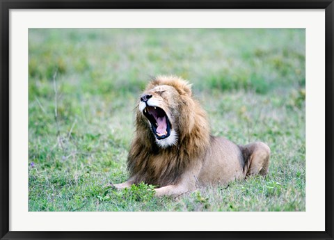 Framed Lion (Panthera leo) yawning in a field, Ngorongoro Crater, Ngorongoro, Tanzania Print