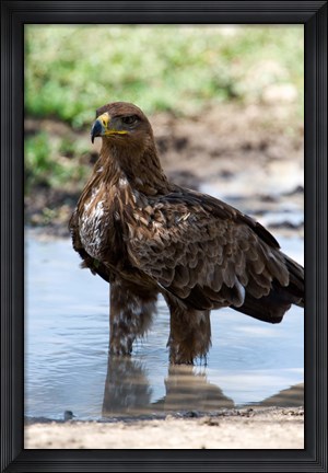 Framed Tawny Eagle, Ndutu, Ngorongoro, Tanzania Print