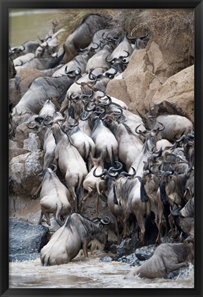 Framed Herd of wildebeests crossing a river, Mara River, Masai Mara National Reserve, Kenya Print