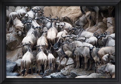Framed Wildebeests, Masai Mara National Reserve, Kenya Print