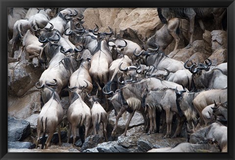 Framed Wildebeests, Masai Mara National Reserve, Kenya Print