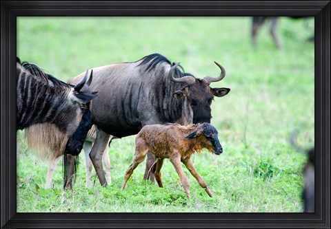 Framed Newborn Wildebeest Calf with its Parents, Ndutu, Ngorongoro, Tanzania Print