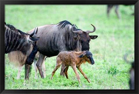 Framed Newborn Wildebeest Calf with its Parents, Ndutu, Ngorongoro, Tanzania Print